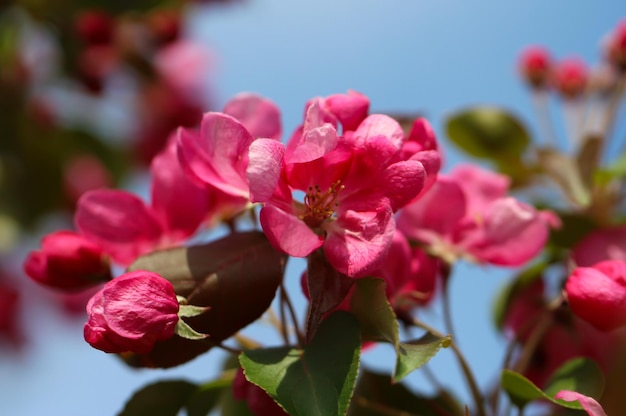 pétalas de rosa de uma árvore frutífera floresce na primavera