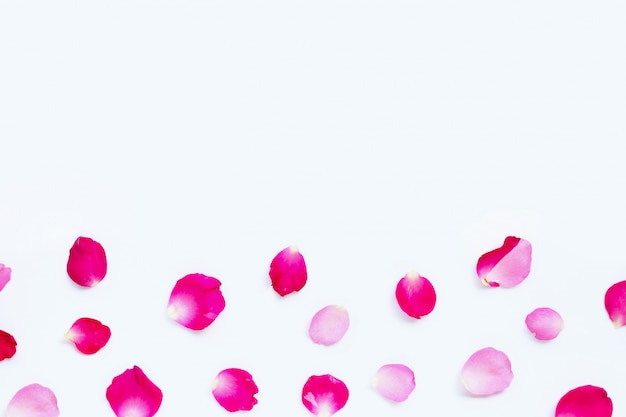 Foto pétalas de rosa isoladas no branco.