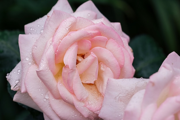Pétalas de rosa rosa lindas depois da chuva.