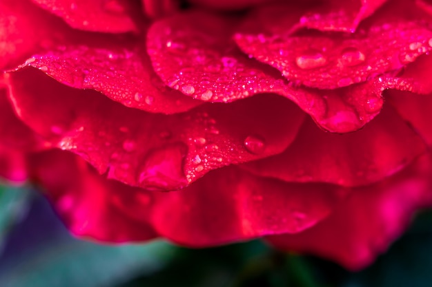 Pétalas de rosa vermelhas, cobertas de orvalho, de manhã no jardim
