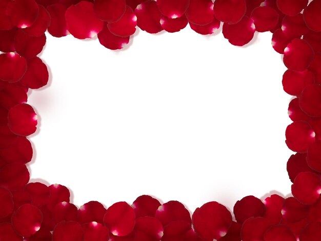 Pétalas de rosa vermelhas românticas em fundo branco