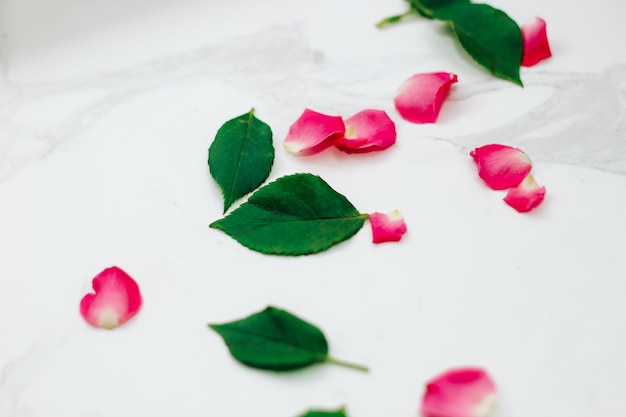 Pétalas de rosas cor de rosa em um fundo branco com um lugar para texto