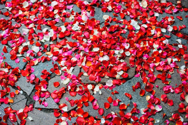 Pétalas de rosas espalhadas na calçada
