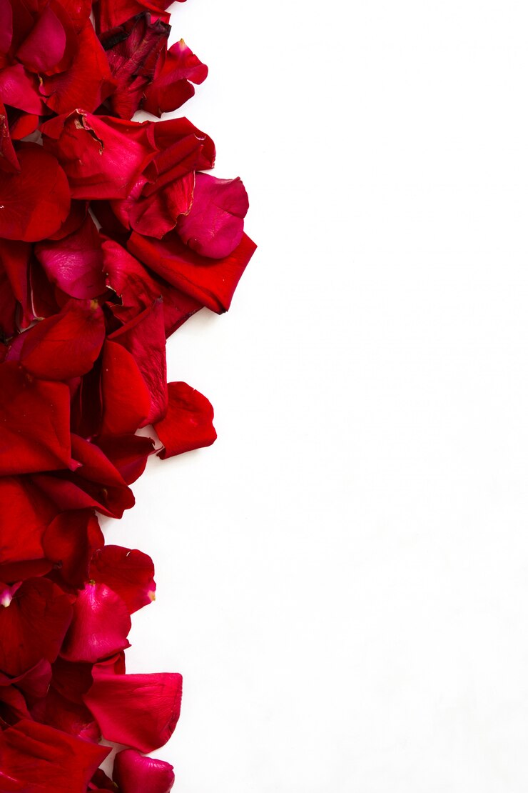 Foto pétalas de rosas sobre fundo branco