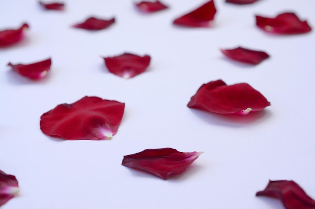 Pétalas de rosas vermelhas escuras em fundo lilás pastel pano de fundo dia dos namorados