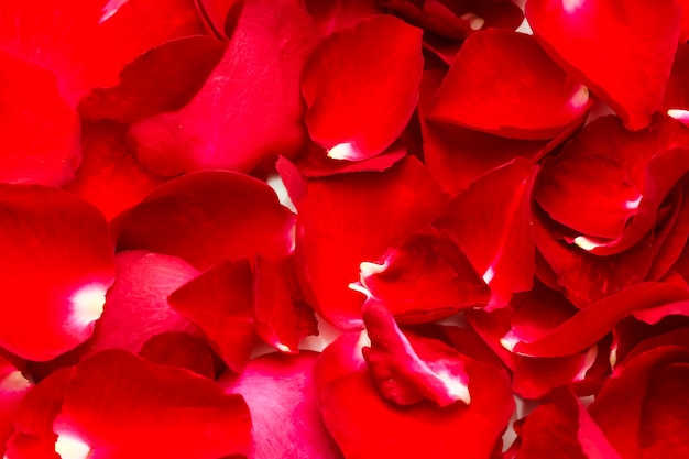 Pétalas de rosas vermelhas