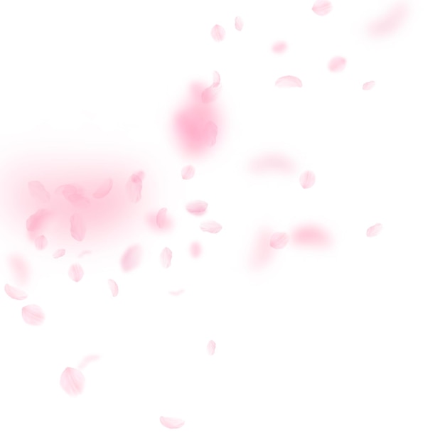 Foto pétalas de sakura caindo canto romântico de flores rosa pétalas voadoras no fundo quadrado branco conceito de romance de amor convite de casamento vibrante
