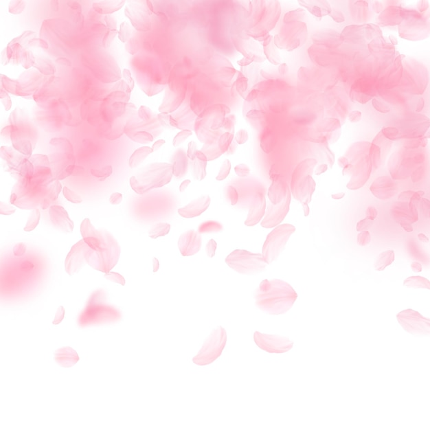 Pétalas de Sakura caindo Flores cor-de-rosa românticas caindo chuva Pétalas voadoras no fundo quadrado branco Conceito de romance de amor Convite de casamento fresco