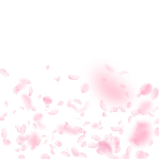 Pétalas de sakura caindo. gradiente de flores cor de rosa romântico. pétalas de voo no fundo quadrado branco. amor, conceito de romance. convite de casamento resplandecente.
