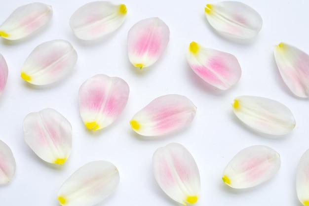 Pétalas de tulipa em fundo branco