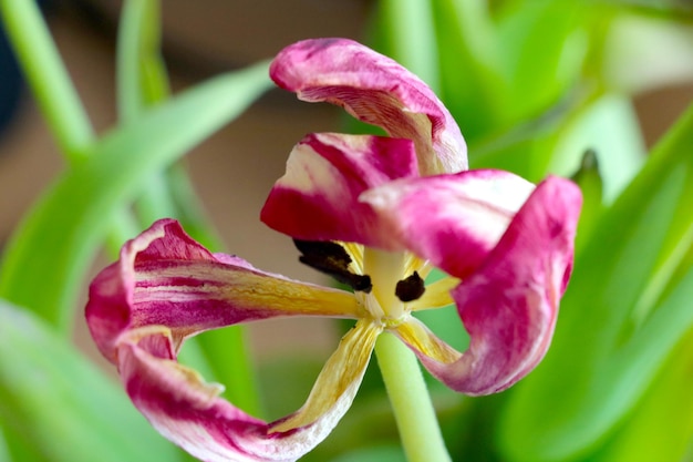 Pétalas secas em um botão de tulipa em um vaso