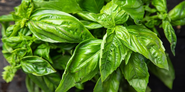 Pétalas verdes suculentas de manjericão tempero fresco aromático refeição fresca crua lanche na mesa cópia espaço comida