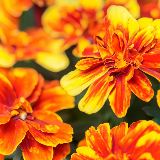 Petales de naranja de primer plano Gerbera margarita Transvaal flor de primavera en flor