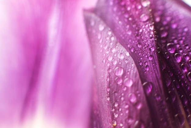 Pétalo de flor con gotas de agua tulipán macro