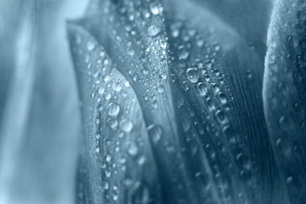 Pétalo de flor con gotas de agua tulipán macro