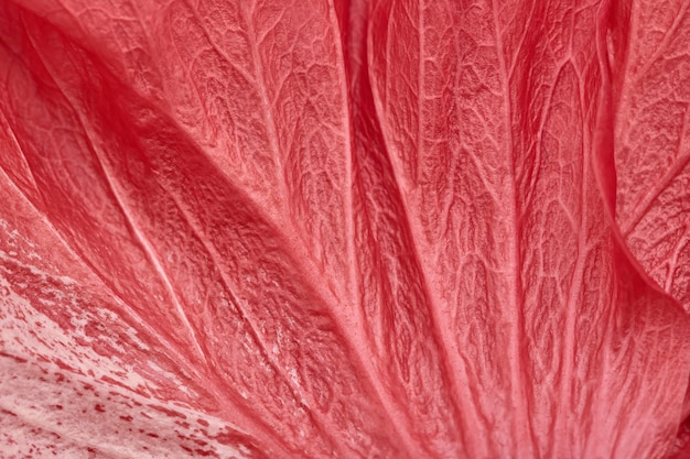 Pétalo de flor de hibisco rojo, fondo natural abstracto de fotograma completo, primer plano.