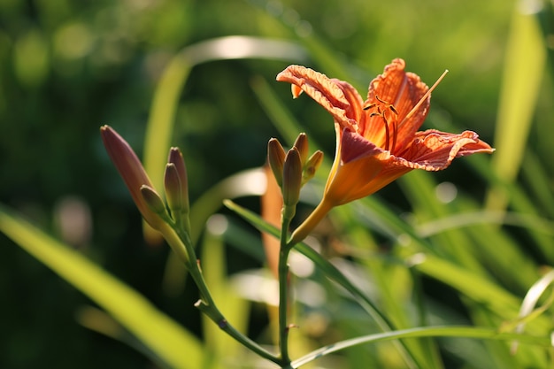 Pétalo de flor lilia