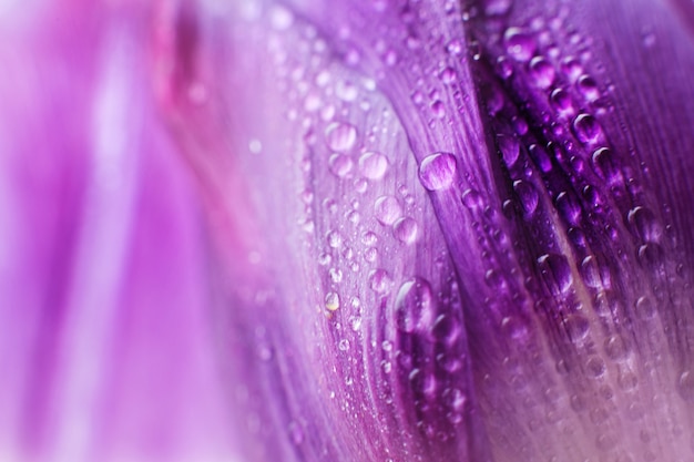 pétalo de flor con macro de gotas de agua. tulipán