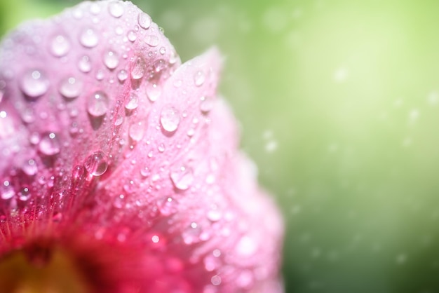 Foto pétalo de una flor de malva closeup en gotas de rocío naturaleza macro