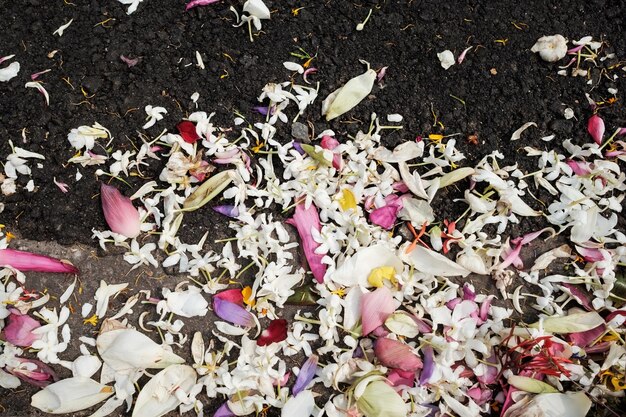 El pétalo de las flores cayó en el camino