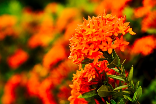 Pétalo de flores de ixora rojo Ixora coccinea en el jardín Enfoque selectivo