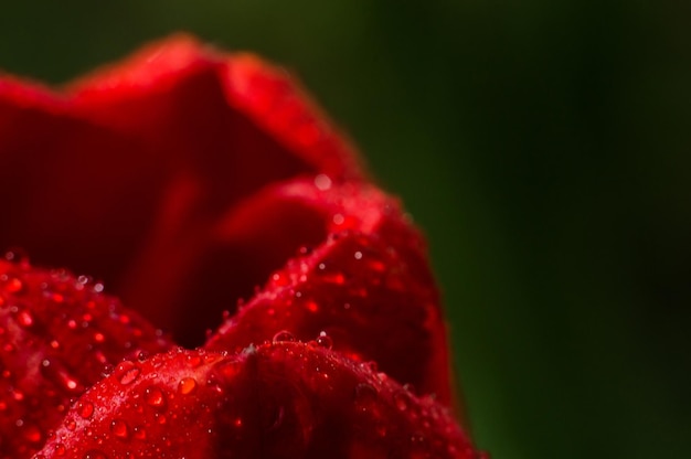 Pétalo rojo de tulipán en macro con gotas de agua Flores después de la lluvia Fondo rojo con textura de pétalo