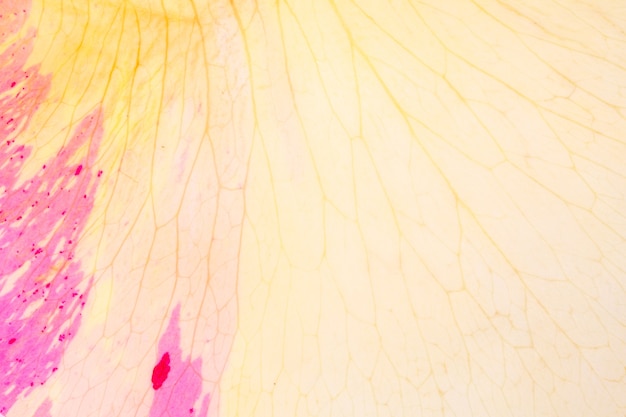 Pétalo de rosa rosa amarillo. delicado fondo floral para el diseño