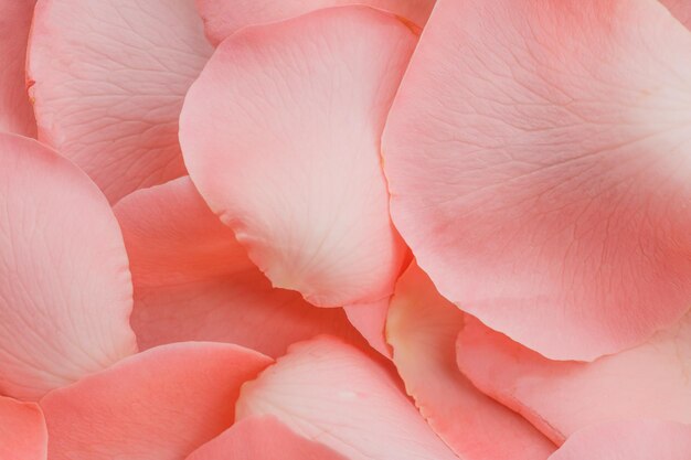 Pétalo de rosa rosado