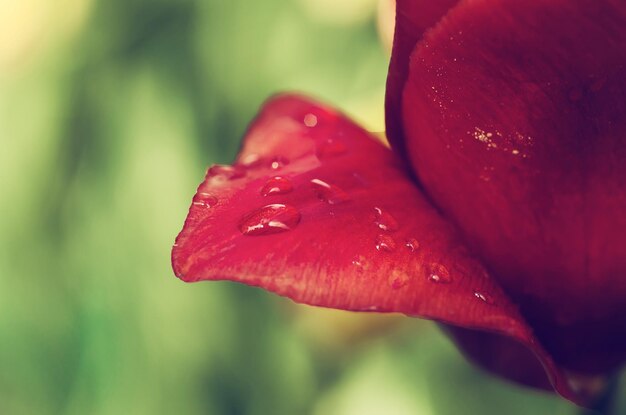 Pétalo de tulipán con gota