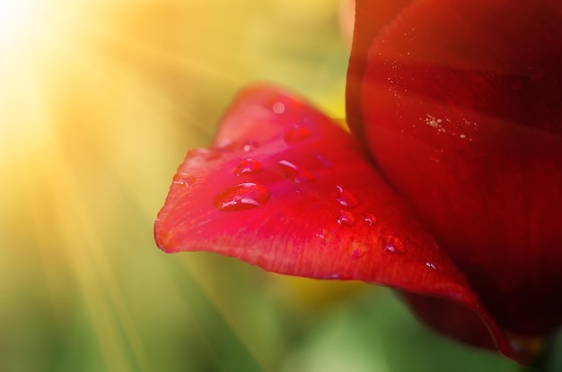 Pétalo de tulipán con gota