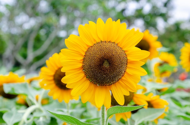 Pétalos amarillos de la flor con un modelo borroso del fondo.