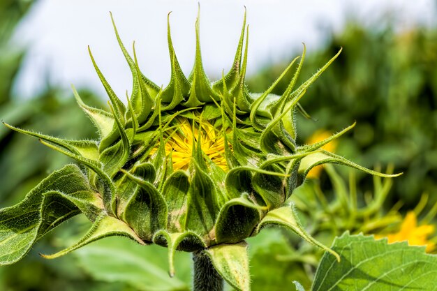 Pétalos de color amarillo brillante en girasoles amarillos