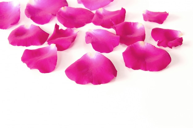 Pétalos color de rosa rosados en el fondo blanco, la flor del concepto del amor y el día de tarjeta del día de San Valentín.