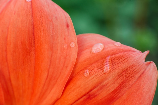 Pétalos de Coral Dahlia después del primer de la lluvia.