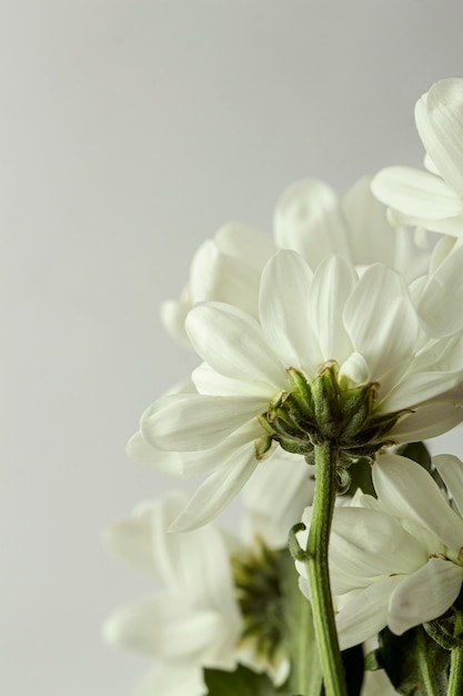 Pétalos de flor blanca de primer plano