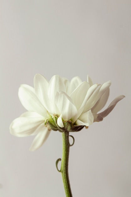 Pétalos de flor blanca de primer plano