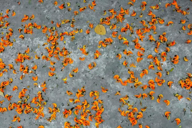 Los pétalos de la flor Butea monosperma de color naranja rojizo se esparcen en el suelo desde los árboles