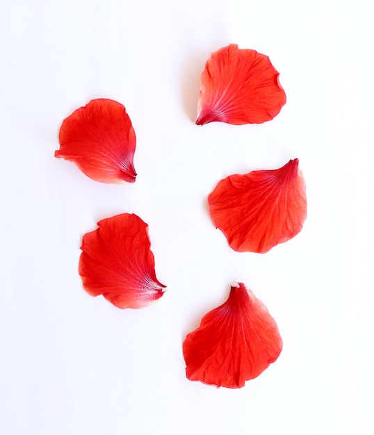 pétalos de flor de hibisco o flor de hibisco hawaiano rosa china