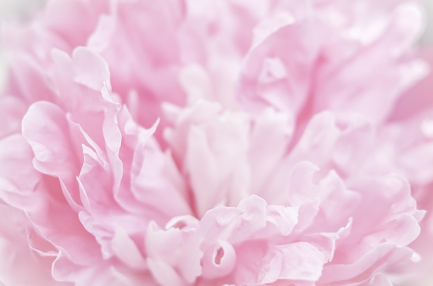 Pétalos de flor de peonía rosa Enfoque suave Fondo floral abstracto para el diseño de marca de vacaciones