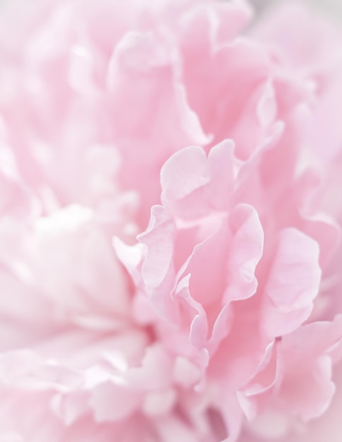 Pétalos de flor de peonía rosa Enfoque suave Fondo floral abstracto para el diseño de marca de vacaciones