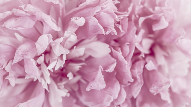 Pétalos de flor de peonía rosa Enfoque suave Fondo floral abstracto para el diseño de marca de vacaciones