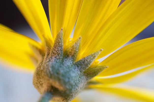 pétalos de flores amarillas