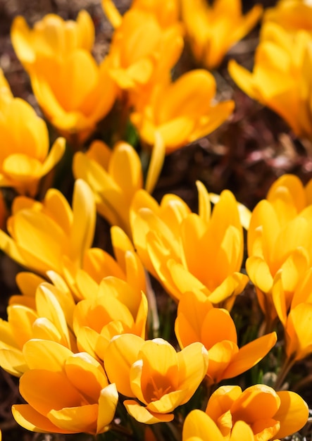 Pétalos de flores de azafrán amarillo Telón de fondo de flores macro para el diseño de la marca de vacaciones