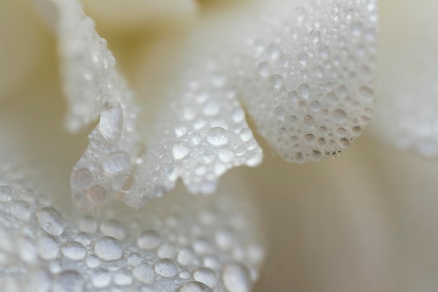 Pétalos de flores blancas con fondo de gotas de rocío