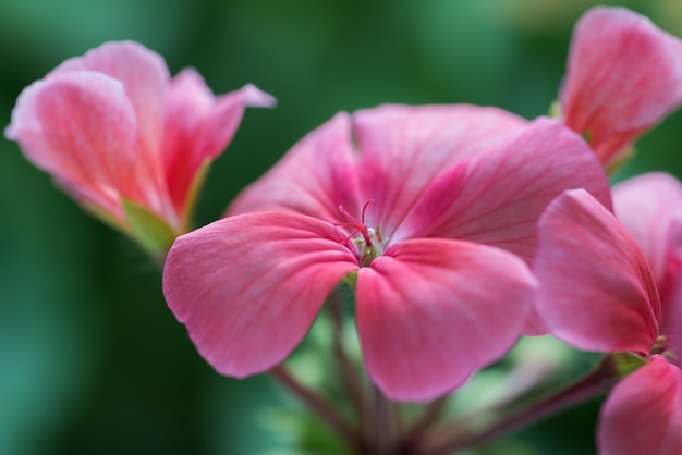 Pétalos de flores de color rosa pálido Pelargonium zonale Willd. Vista cercana de la hermosa planta, causando una sensación agradable al ver las fotos.