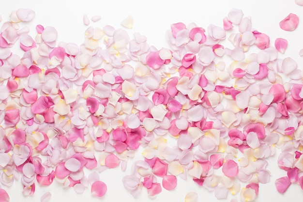 Pétalos de flores color de rosa pastel sobre fondo blanco. Endecha plana, vista superior, espacio de copia.
