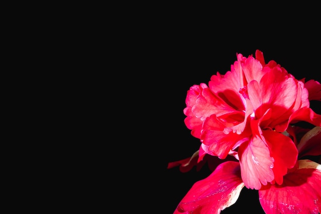 Pétalos de flores de colores sobre fondo negro Hay pétalos de primer plano de color rojo