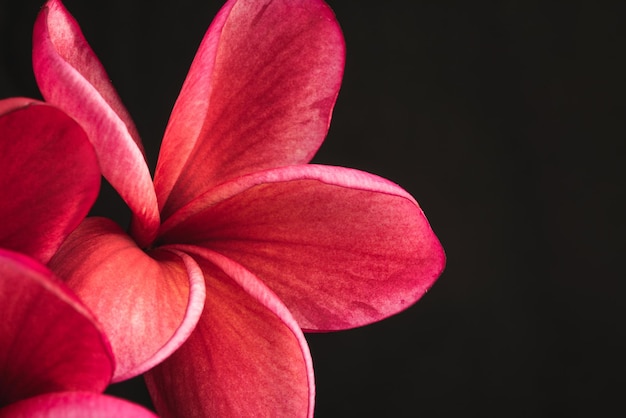 Pétalos de flores de colores sobre fondo negro Hay pétalos de primer plano de color rojo