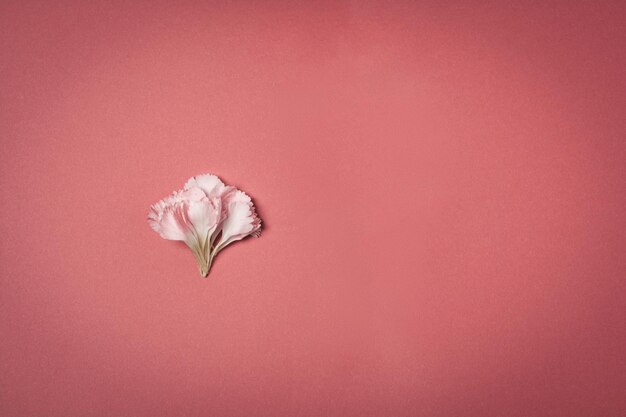 Foto pétalos de flores en fondo rosa concepto de minimalismo espacio de copia de fondo natural