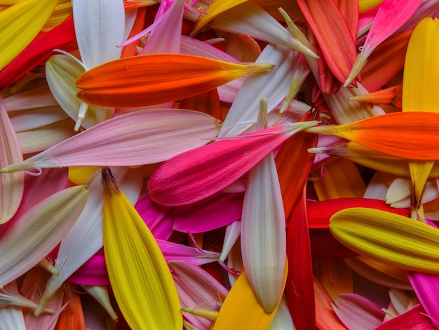 Pétalos de flores de gerbera de colores